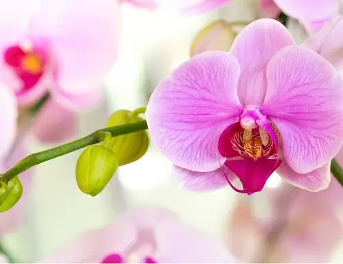 ¿Cómo conseguir que florezcan las orquídeas?