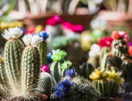 ¿Cada cuánto regar un cactus?